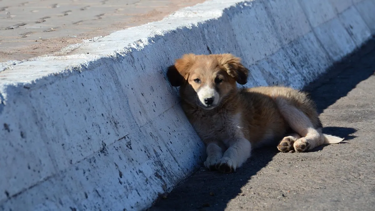Is Radiator Fluid Toxic to Dogs? Antifreeze Warning