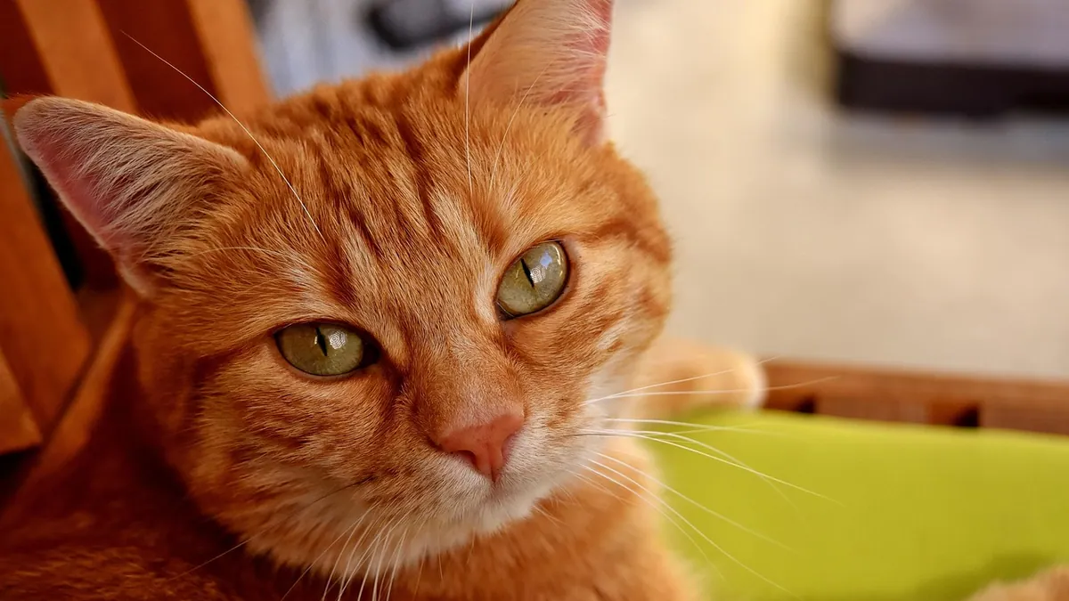 Is Ranitidine Safe for Cats? Dosing and Alternatives