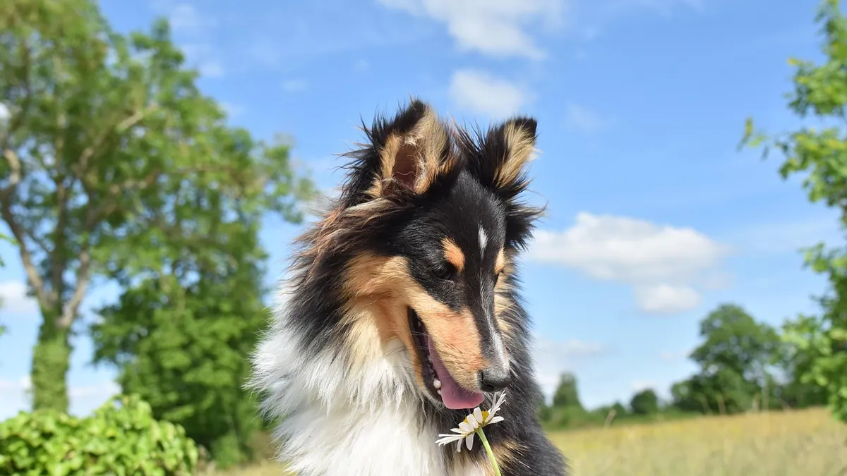 Rapid Weight Loss in Dogs: Causes and When to See a Vet