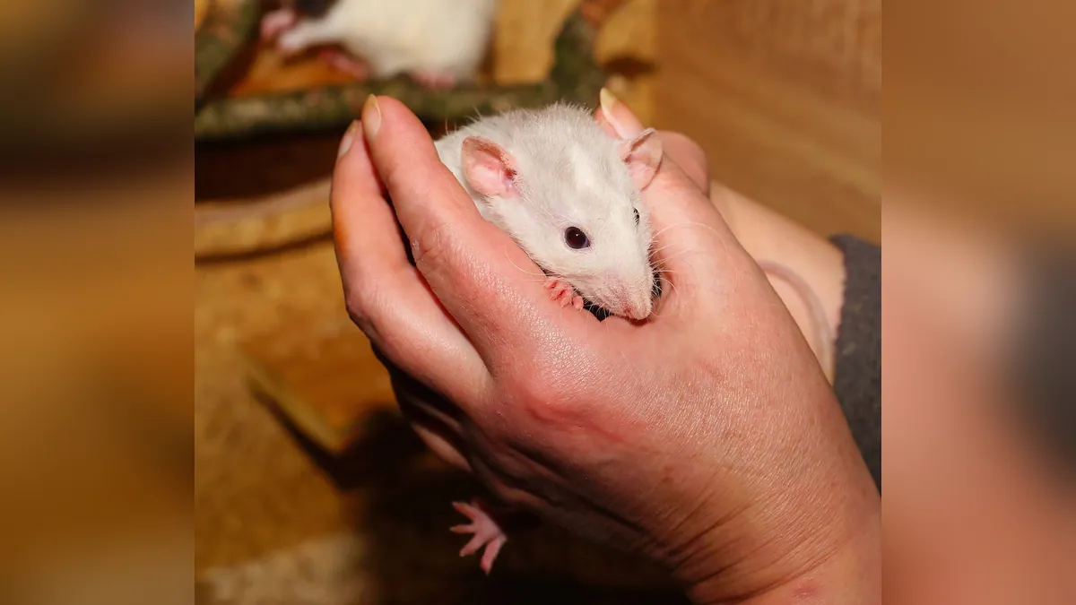 Why Is My Rat Breathing Fast? Causes and When to Worry