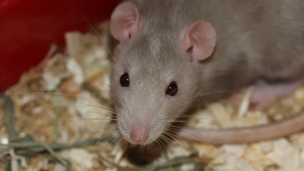 Why Is My Rat Chirping? Small Pet Sounds Explained