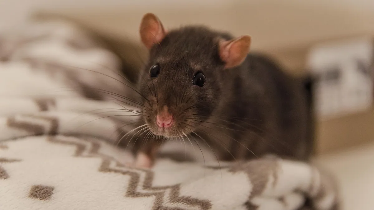 Why Is My Rat Gasping for Air? Breathing Emergency