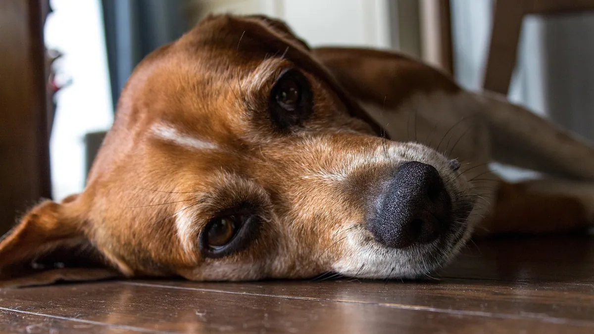 Is Rat Glue Poisonous to Dogs? Trap Glue Safety