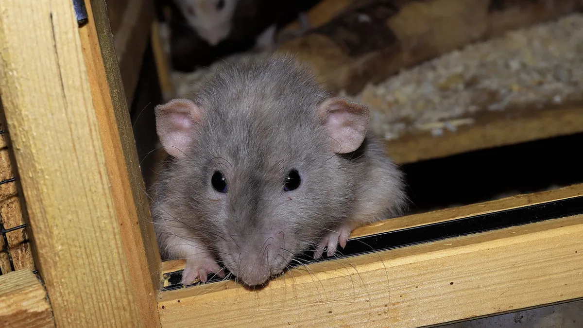Why Is My Rat Grinding Her Teeth? Bruxism Explained