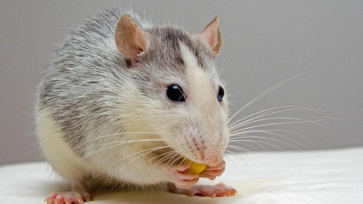 Why Is My Rat or Guinea Pig Sneezing a Lot?