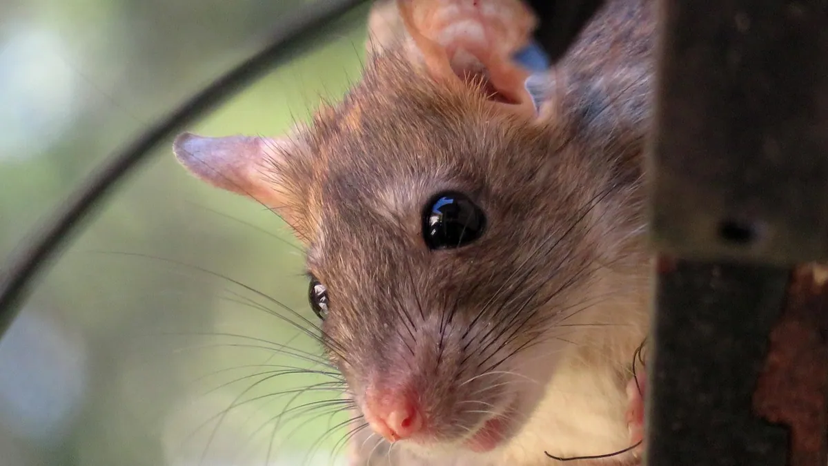 Why Is My Rat Chattering? Teeth Chattering Explained
