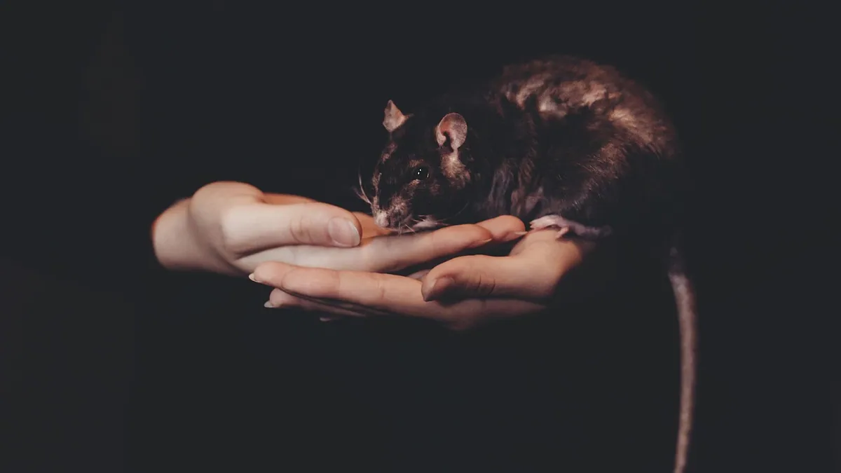 Why Is My Rat or Guinea Pig Vibrating?