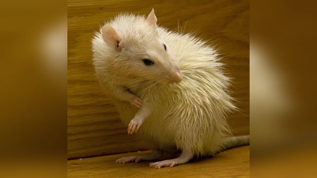 Why Is My Rat or Hamster Losing Hair? Causes and Care