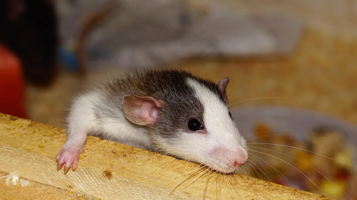 Why Is My Rat or Hamster Twitching? Causes and Care