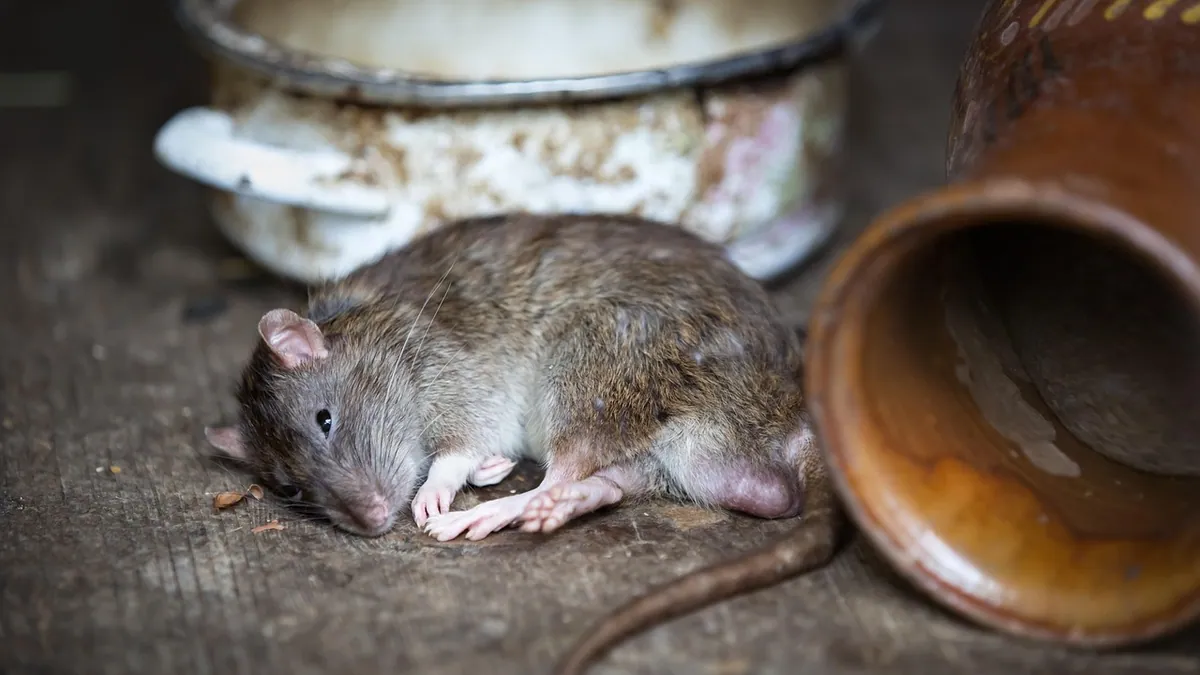 Why Is My Rat Lethargic and Not Eating? Causes and Care