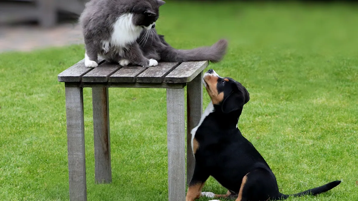 Rat Lungworm Disease: Risks to Pets and People
