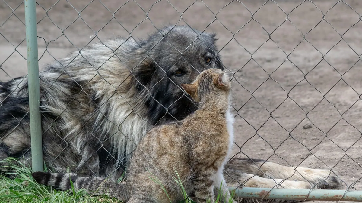 Is Rat Poison Dangerous to Cats and Dogs? Vet Emergency Guide
