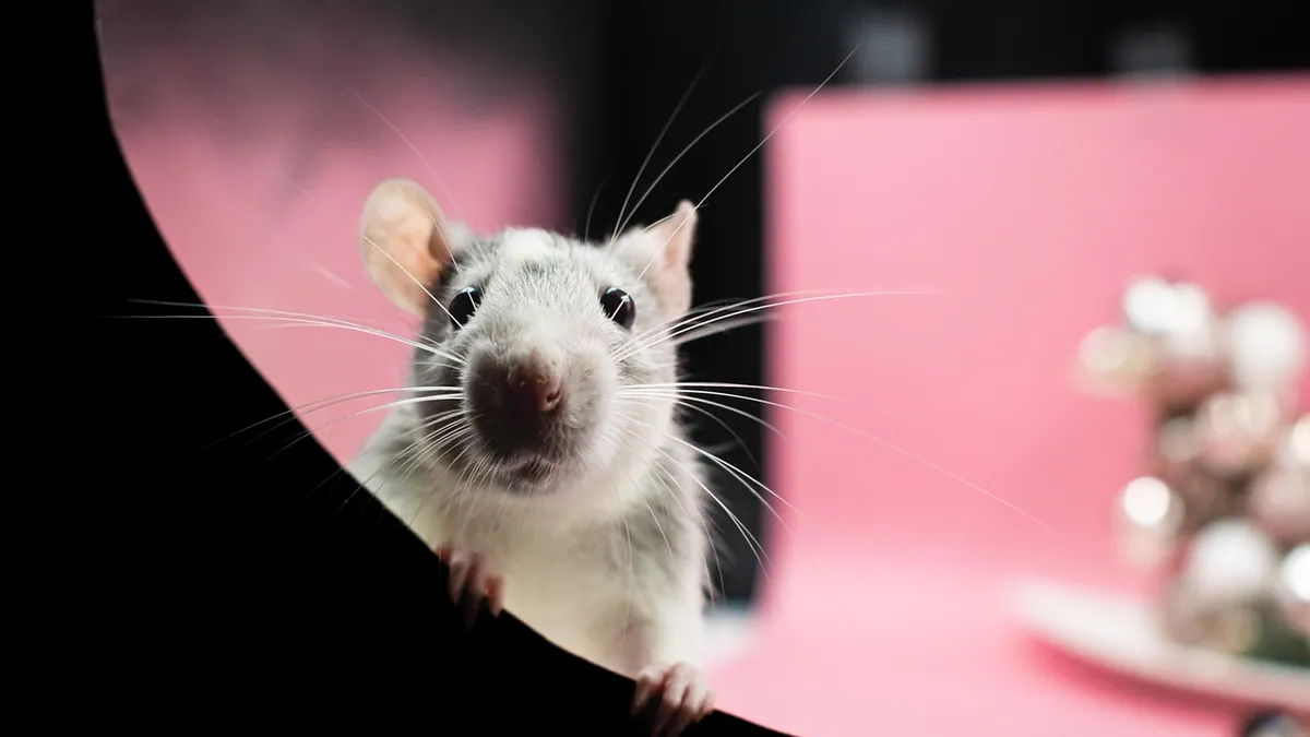 Why Is My Rat Sneezing? Causes and When to Worry