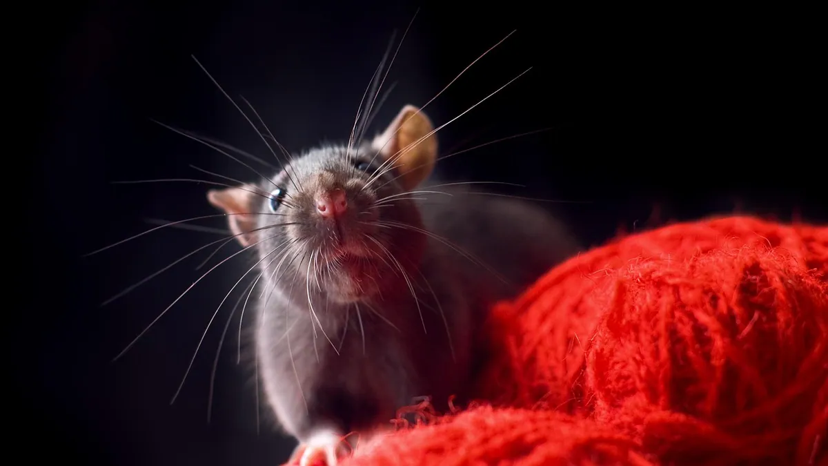 Why Is My Rat Sneezing So Much? When to See a Vet