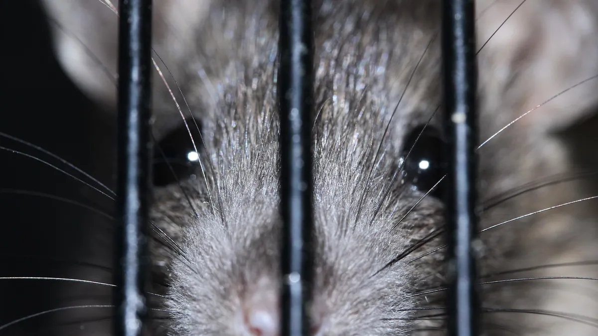 Why Is My Rat Wheezing? Respiratory Warning Signs