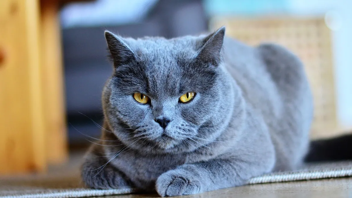 Rattlesnake Bite in Cats: Emergency First Aid and Treatment