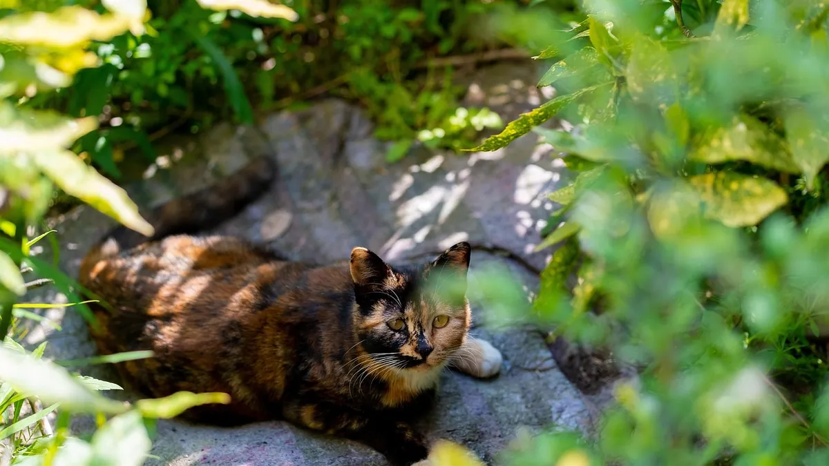 Is Rattlesnake Calathea Toxic to Cats? Plant Safety