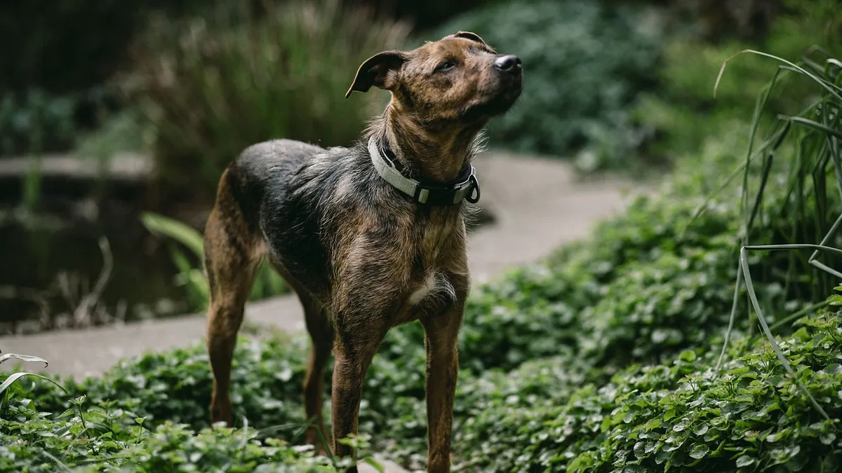Is Rattlesnake Calathea Toxic to Dogs?