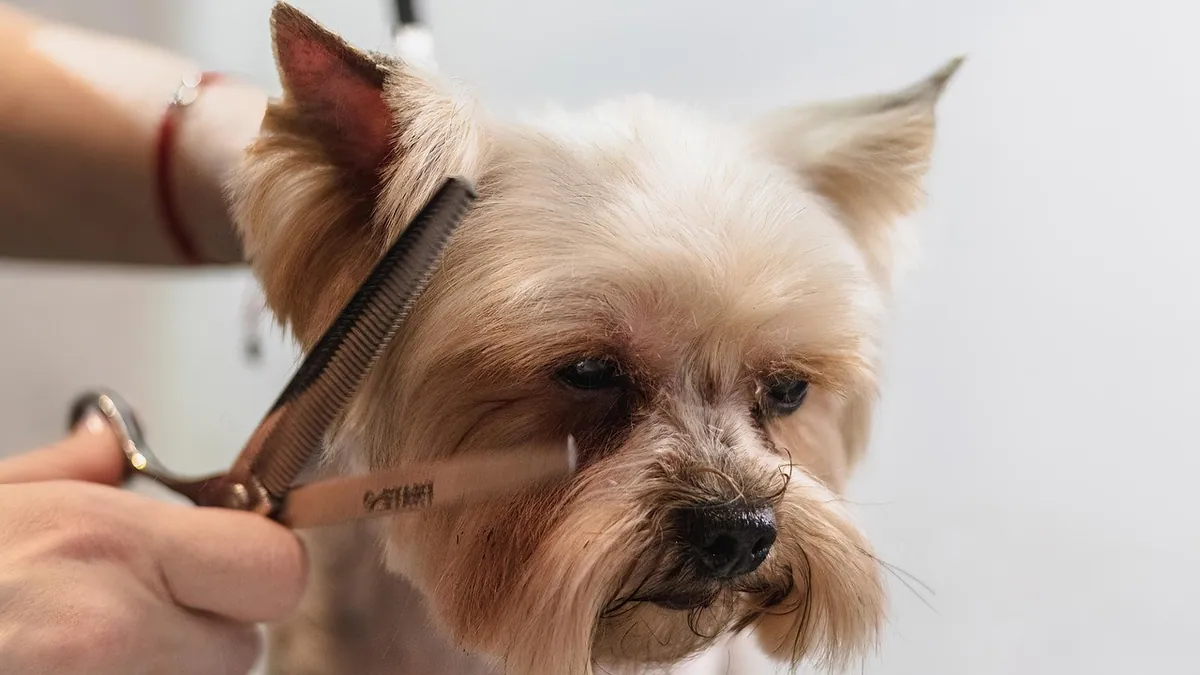 Razor Burns on Dogs: How to Treat and Prevent Them
