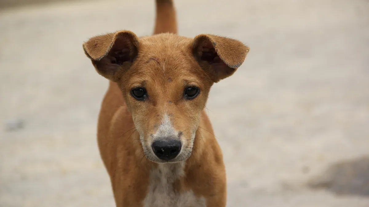 Rectal Diazepam for Dogs: Emergency Seizure Use