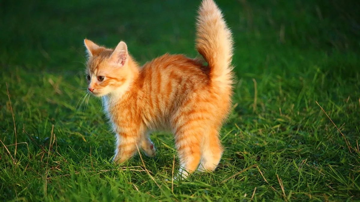 Regurgitation vs Vomiting in Cats: How to Tell the Difference