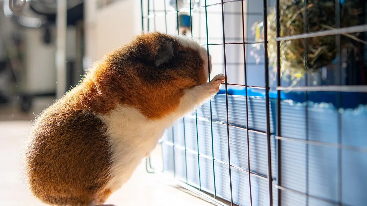 How to Rehome a Guinea Pig or Rabbit: Adoption Guide