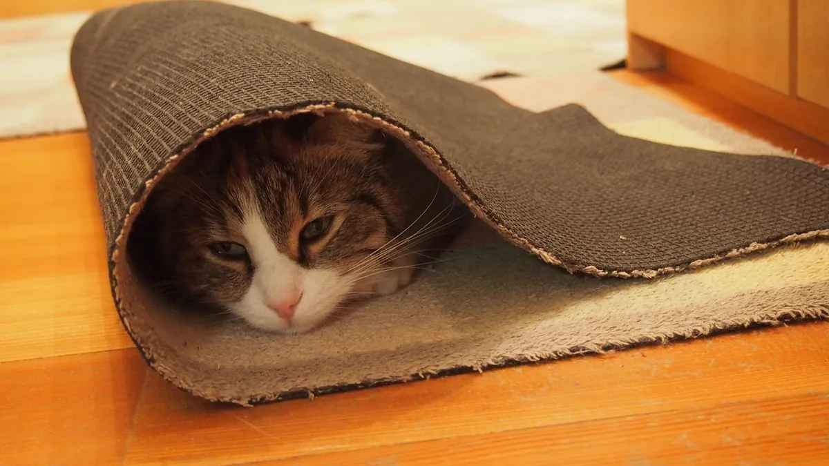 How to Get Cat Pee Out of Carpet: A Vet-Reviewed Method