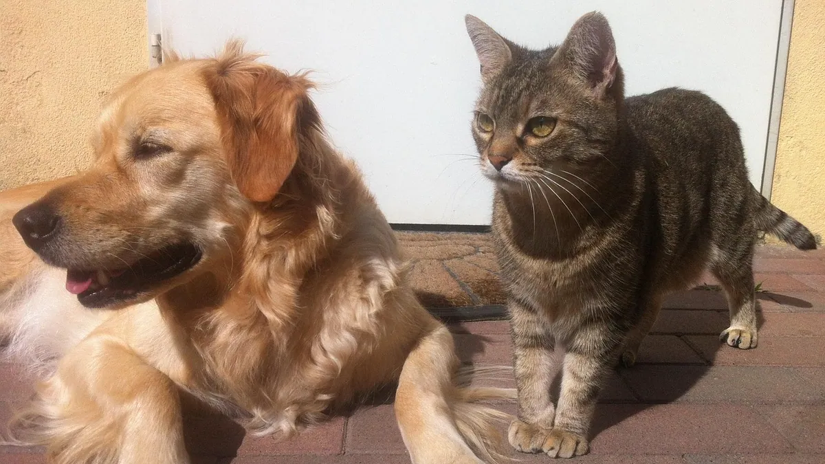 Resource Guarding in Dogs With Cats in the Home