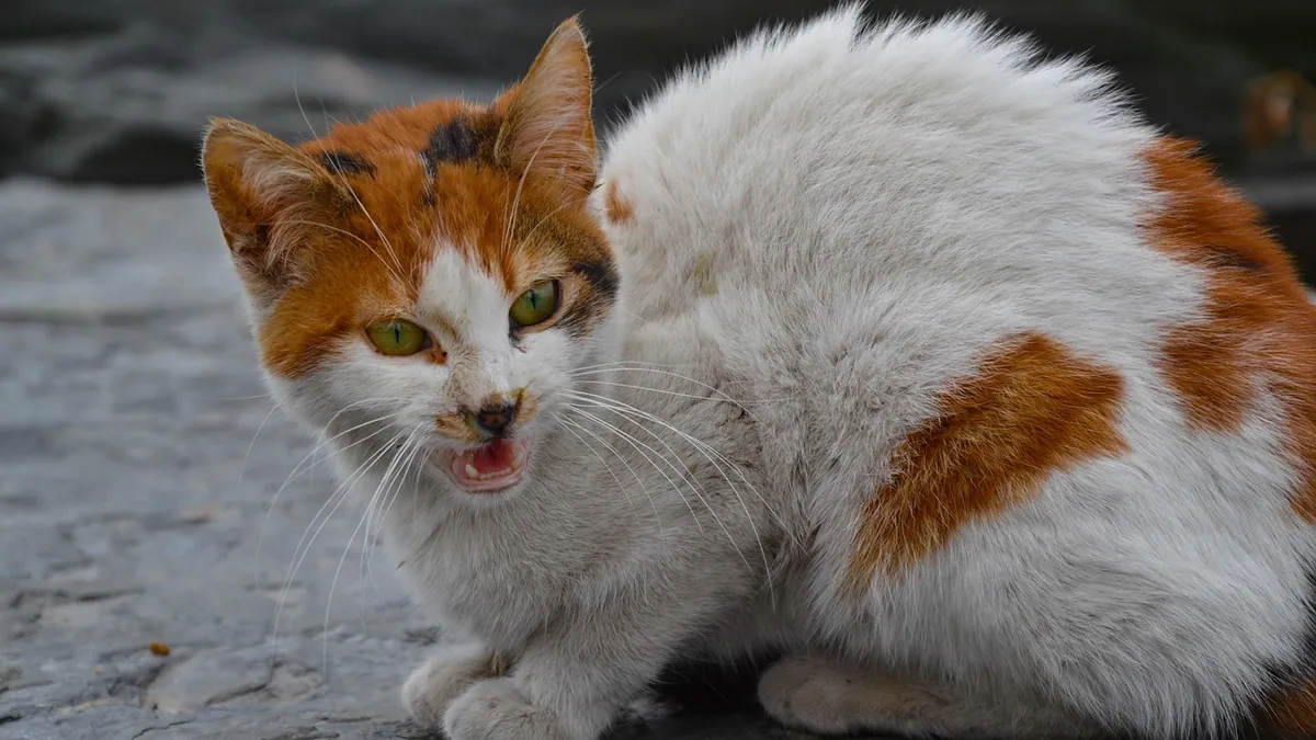 Resource Guarding in Cats: Signs and How to Stop It