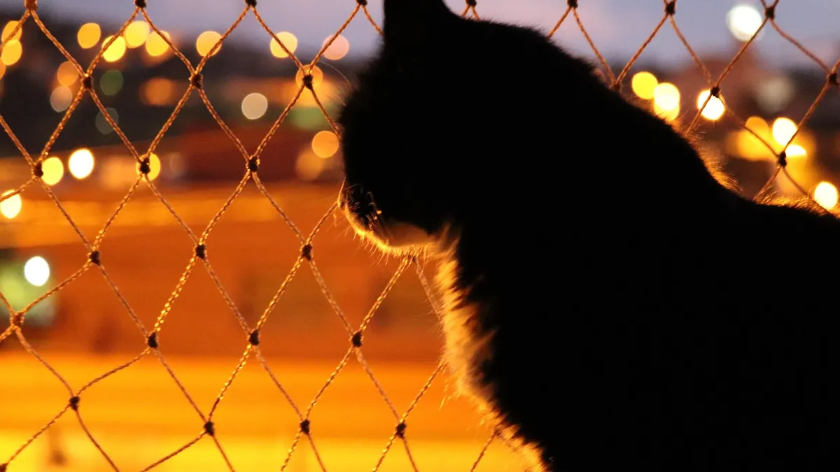Restlessness in Cats: Causes and What It Means