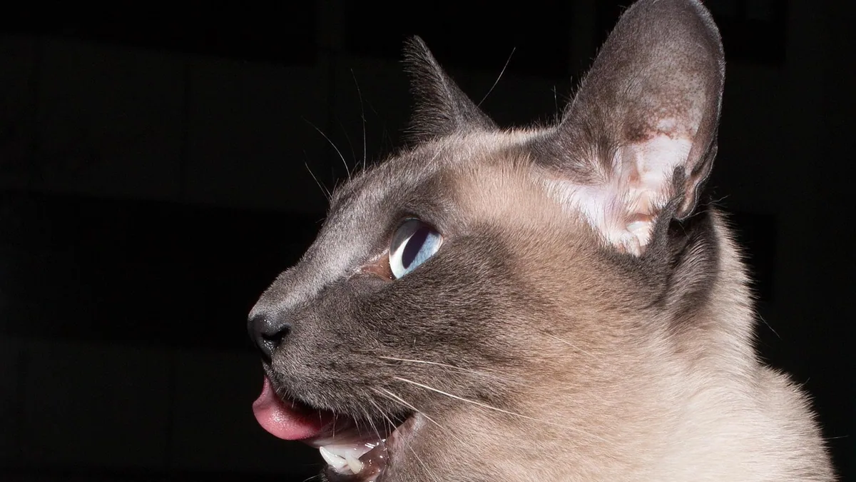 Reverse Sneezing in Cats: Causes and When to Worry
