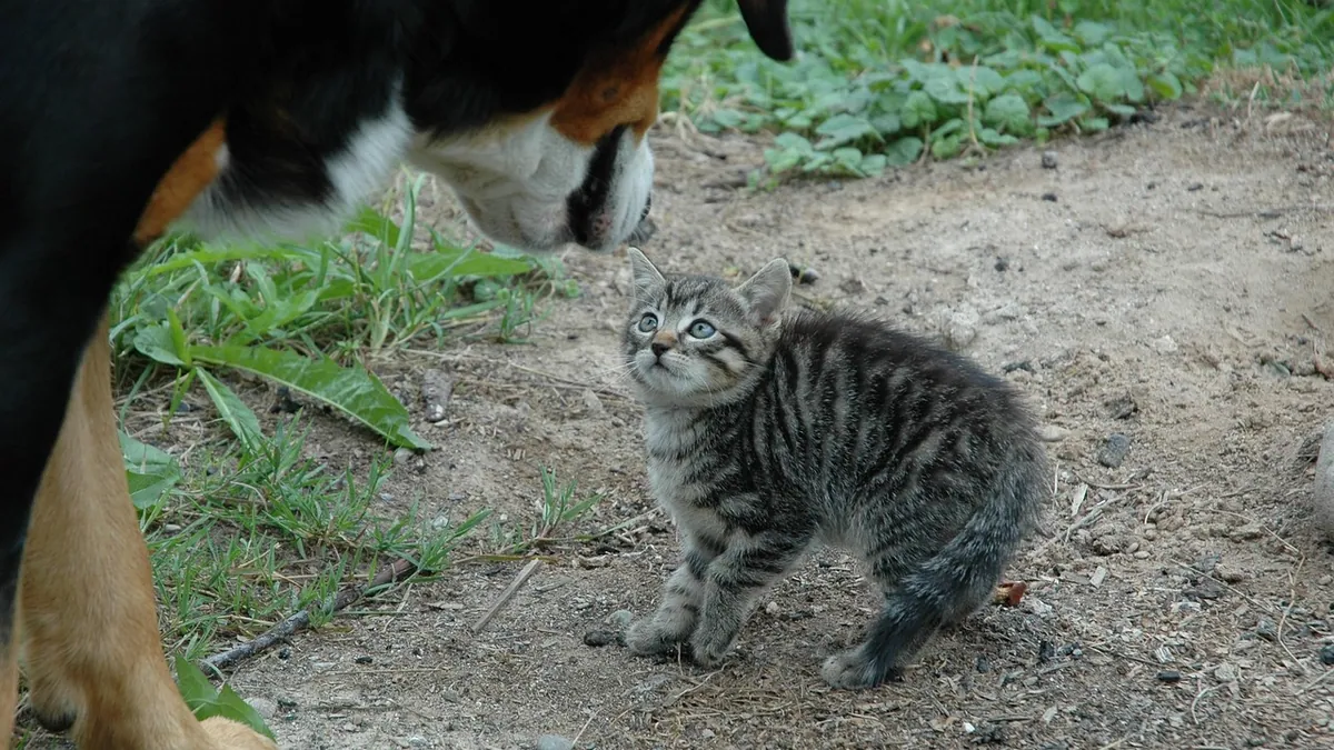 Revolution for Dogs and Cats: What It Treats and How to Use It
