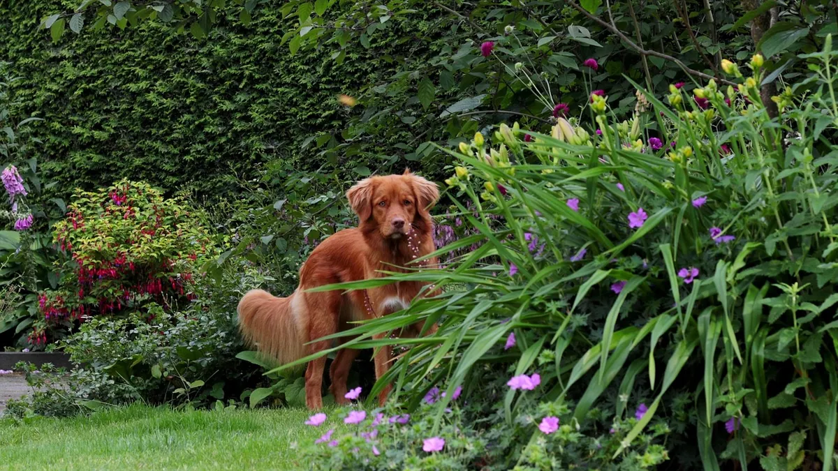 Is Rhododendron Toxic to Dogs? Leaves, Flowers, Wood