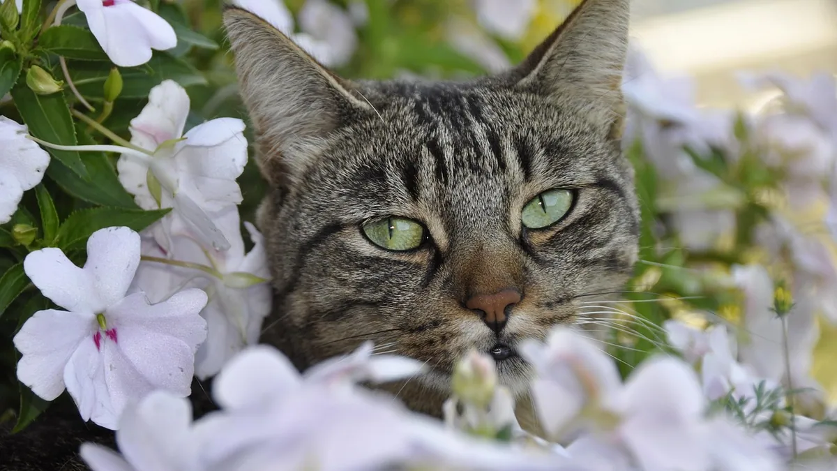 Are Rhododendrons Toxic to Cats? Leaves, Flowers and Pollen