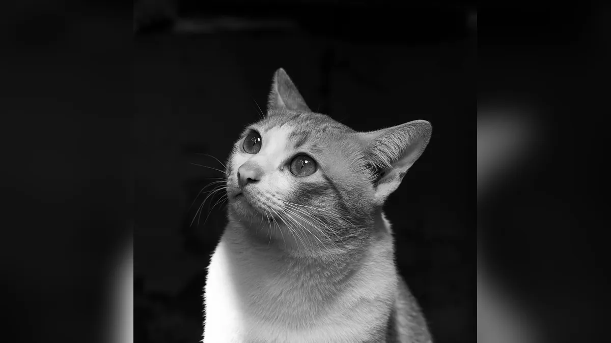 Ringworm in Cats Under Black Light: What It Shows