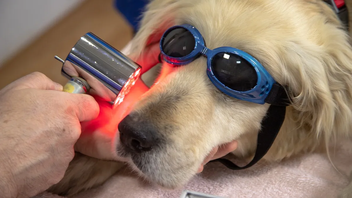 Robenacoxib (Onsior) for Dogs: Dosage and Safe Use