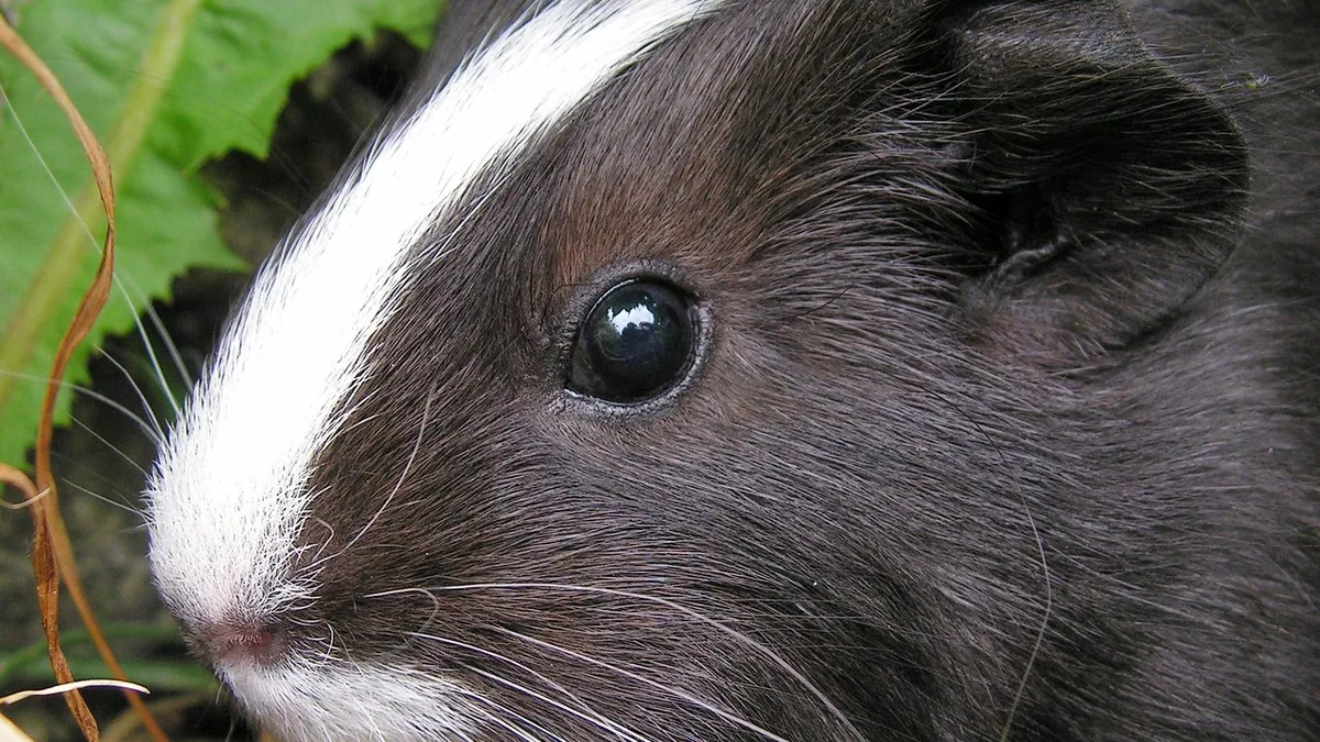 Do Rodent Teeth Keep Growing? Rats, Hamsters, Guinea Pigs