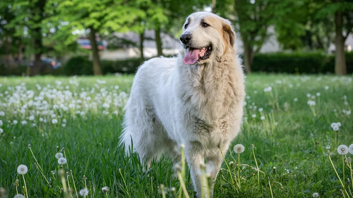 Is Rose Mallow Toxic to Dogs?