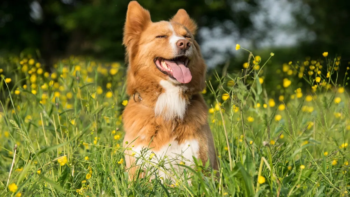 Is Rose Water Toxic to Dogs? Rose Products and Fertilizer