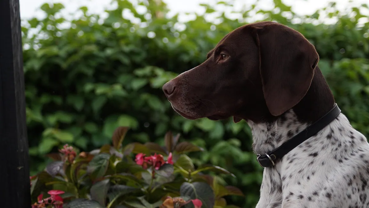 Are Roses Toxic to Dogs?