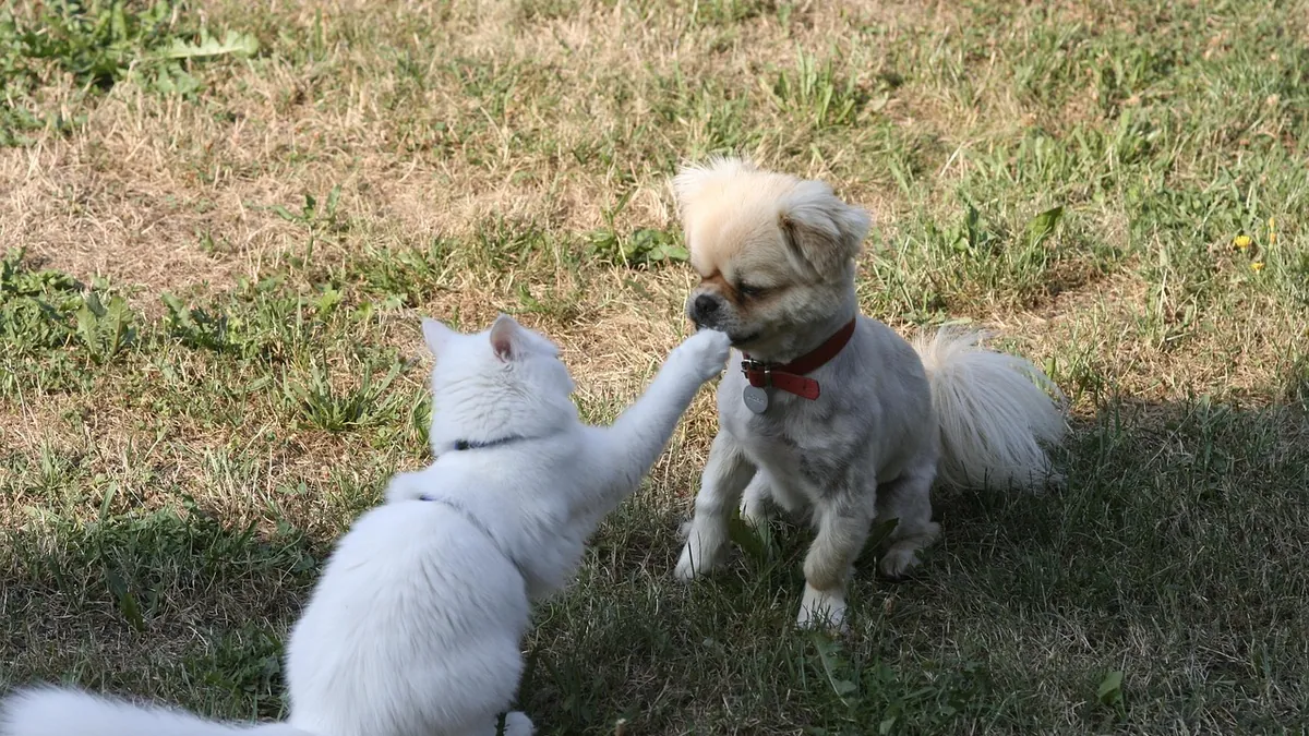 Is Roundup Harmful to Cats and Dogs? Glyphosate Safety