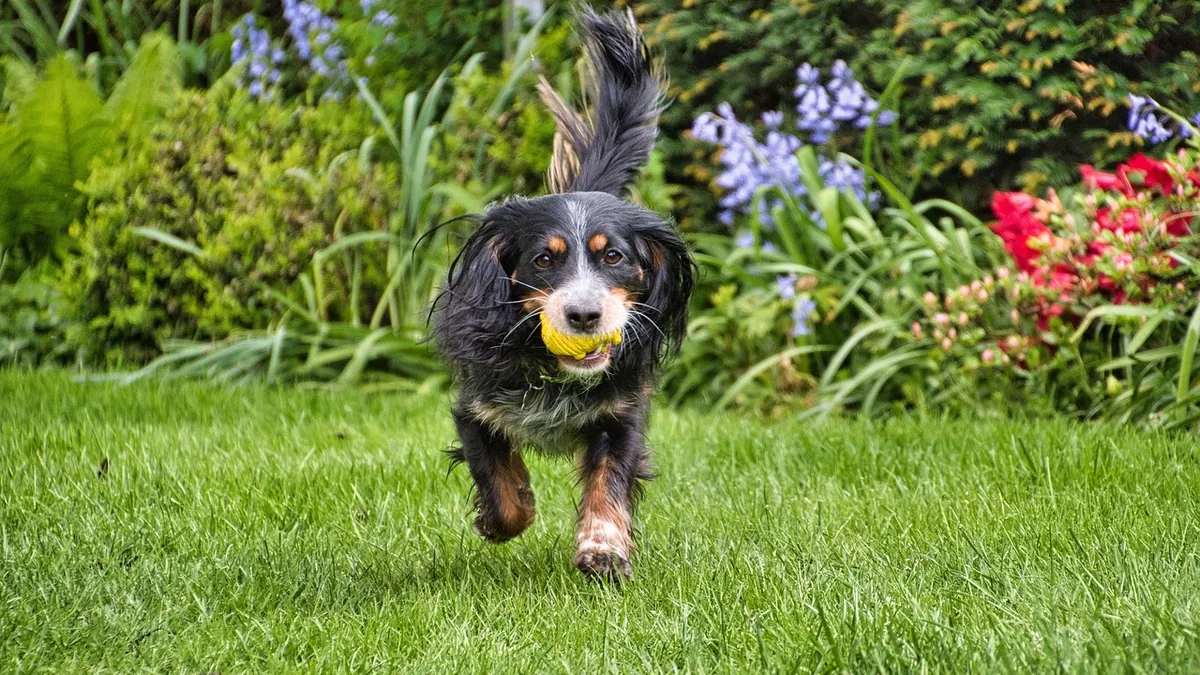 Is Roundup Safe for Dogs? What Owners Should Know