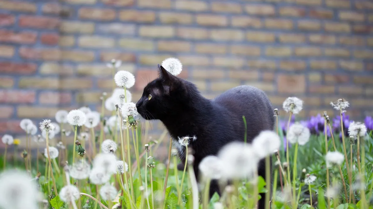 Is Roundup Toxic to Cats? Herbicide Safety Facts