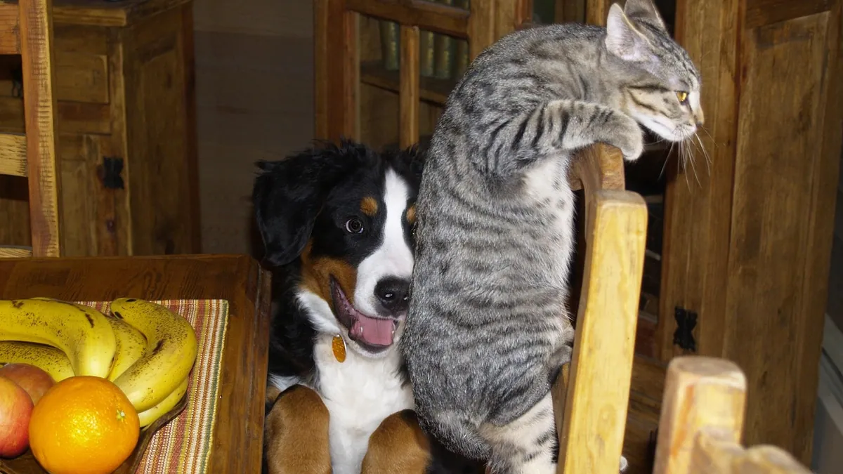 Are Roundworms in Cats Contagious to Dogs?