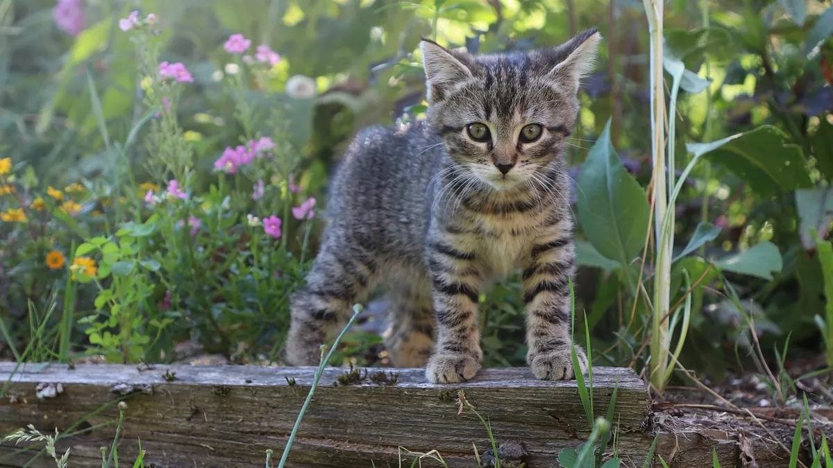 Is Rubber Plant Tineke Toxic to Cats? Ficus Safety