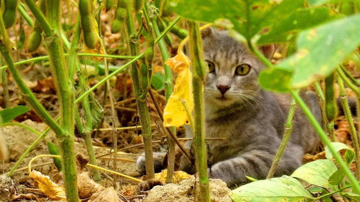 Is Rubber Plant Toxic to Cats? Varieties and Risks