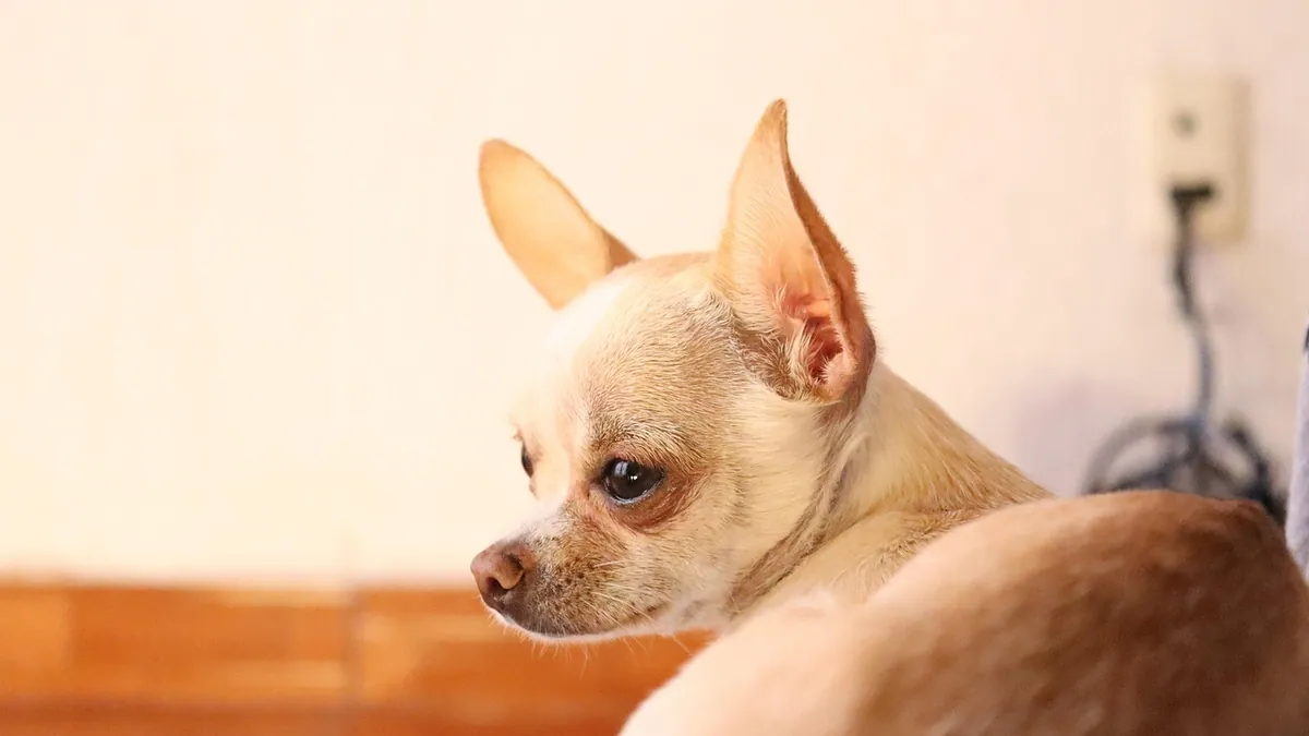 Is Rubber Plant Toxic to Dogs? Ficus Elastica Safety