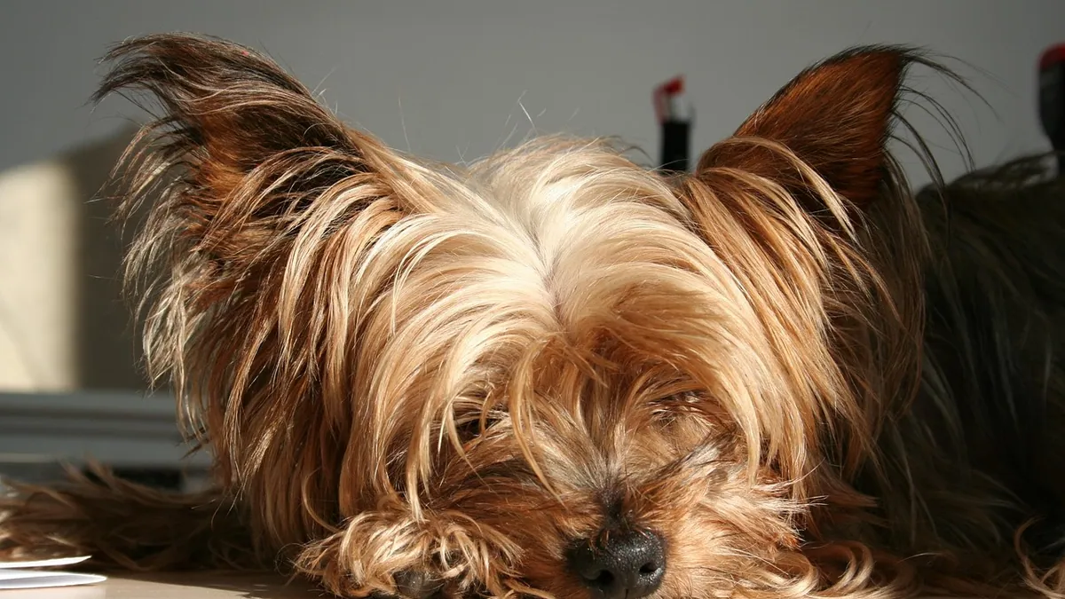 Is Rubbing Alcohol Toxic to Dogs?