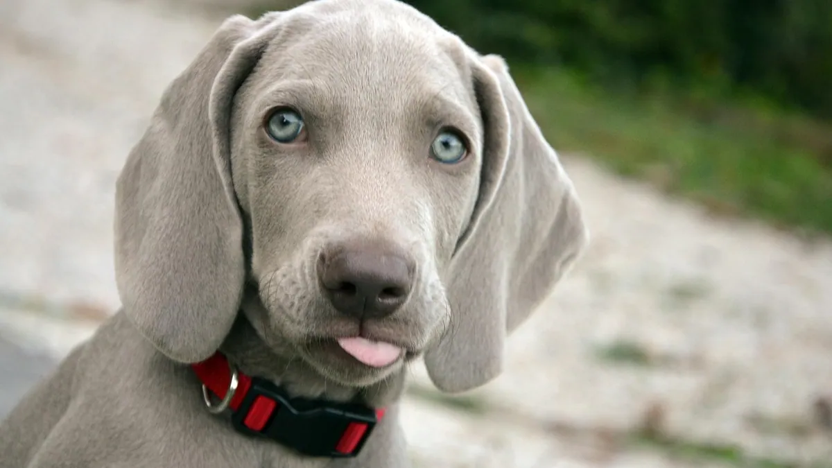 Ruptured Eardrum in Dogs: Signs, Causes, and Treatment
