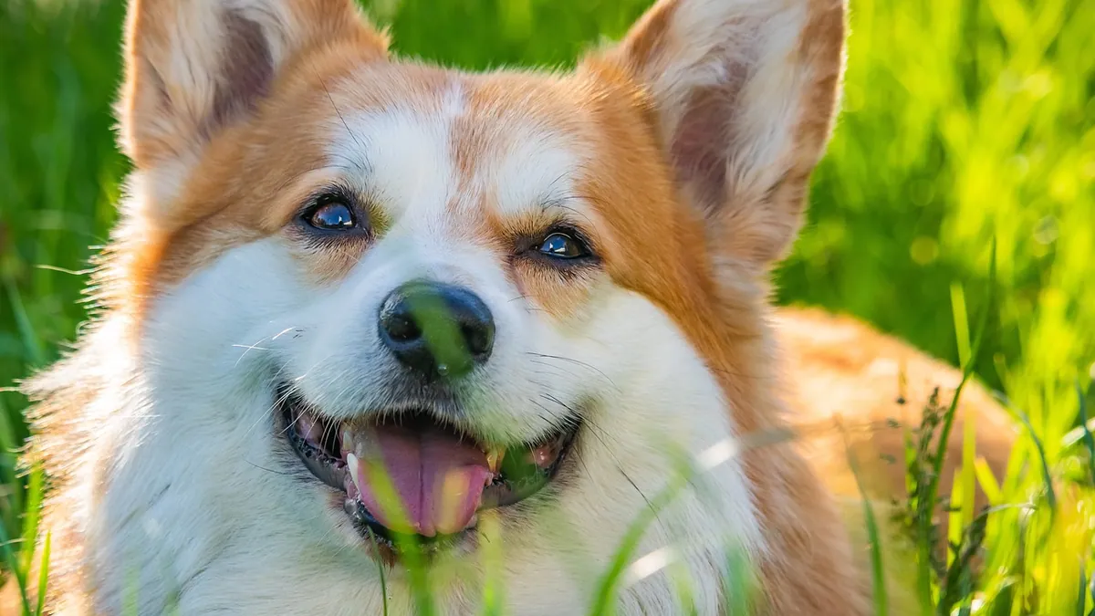 Is Rye Grass Seed Toxic to Dogs?